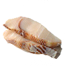 Shark Fillet | Wartales Wiki